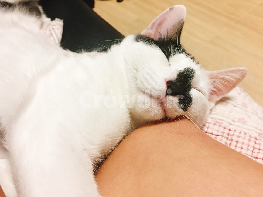 고양이,캣,cat,반려묘,낮잠,야옹,냥이,집사,반려동물,동물,유기묘,아기고양이,유기동물