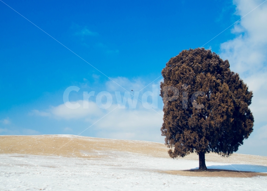 나무,겨울,눈,나홀로,왕따,까치,풍경,구름,맑음,겨울,계절,winter,season,자연,풍경,nature,landscape,한국자연풍경,한국자연경관,korea nature landscape,식물,plants,나무,trees,wood,plant,tree