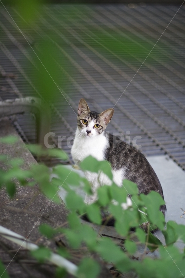 길고양이,길냥이,고양이,동물,감성사진,예쁜사진,반려동물,애완동물,미묘,미냥,바탕화면,배경화면,cat,kitty,kitten,cute,lovely,adorable,pet,animal,야생동물,야생,street,streetcat,stray,straycat,wild,wildcat,wildanimal,wildlife,background,동물,animal,포유류,mammal,고양이,cat,kitten,kitty