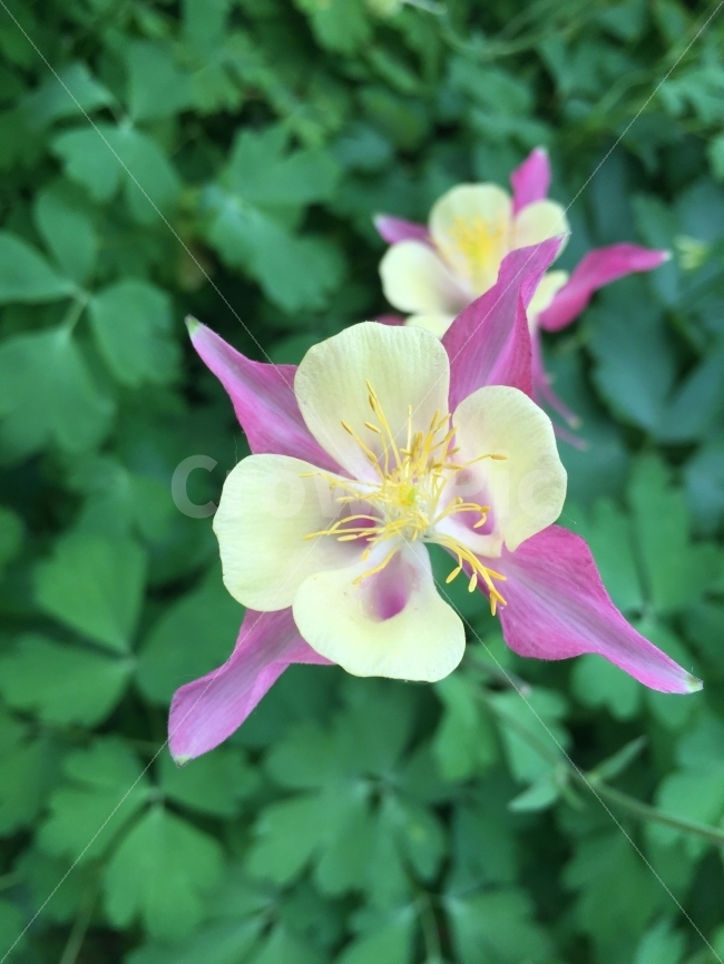 꽃,접사,초록,하양,분홍,풀,수술,가운데,가까이,식물,자연,plants,nature,꽃,flower