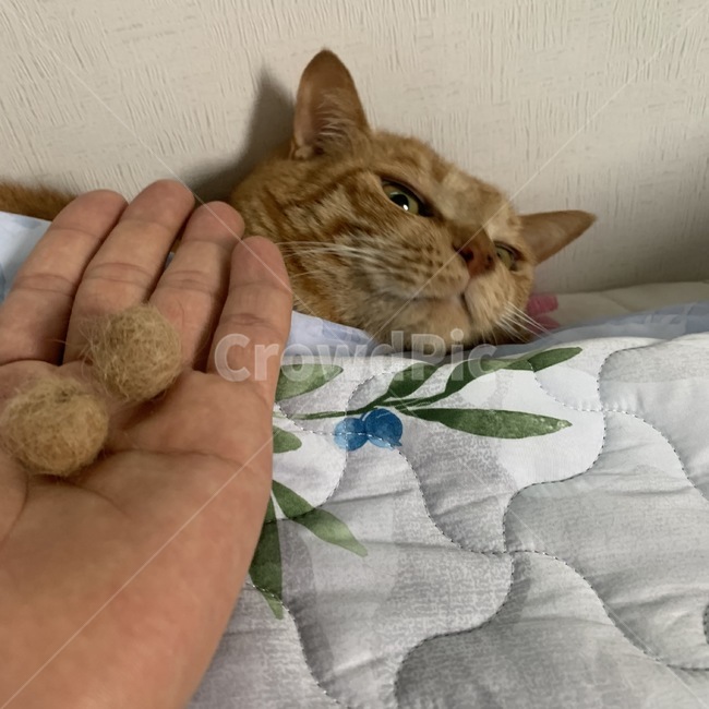 고양이,헤어볼,반려묘,반려동물,야옹