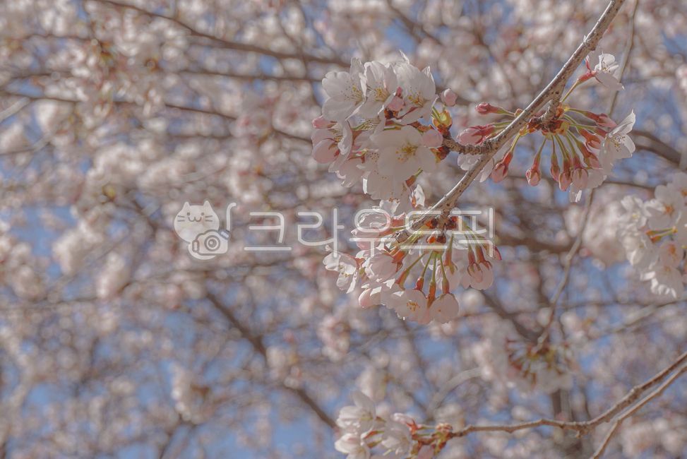 flower,꽃,petal,꽃잎,벚꽃,cherryblossom