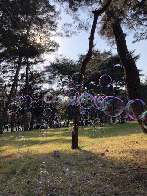 bubble,비눗방울,자연,소나무,방울,감성,나무,휴식