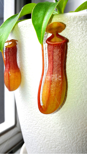 식물,네펜데스,식충식물,벌레,화초,식물,자연,plants,nature