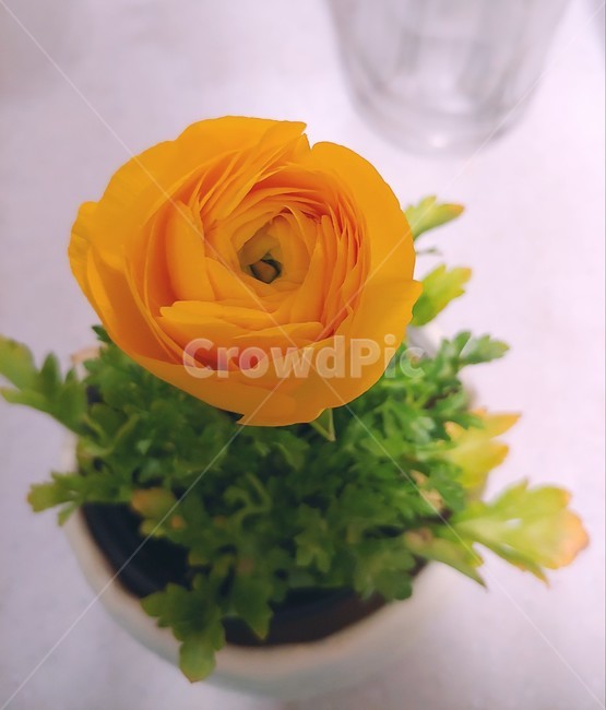 꽃,노란꽃,화분,식물,봄,실내용화초,화분,화초,house plant
