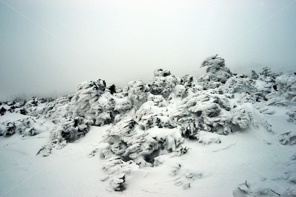 한라산,제주도,영실코스,설경,설화,겨울,안개,겨울,계절,winter,season