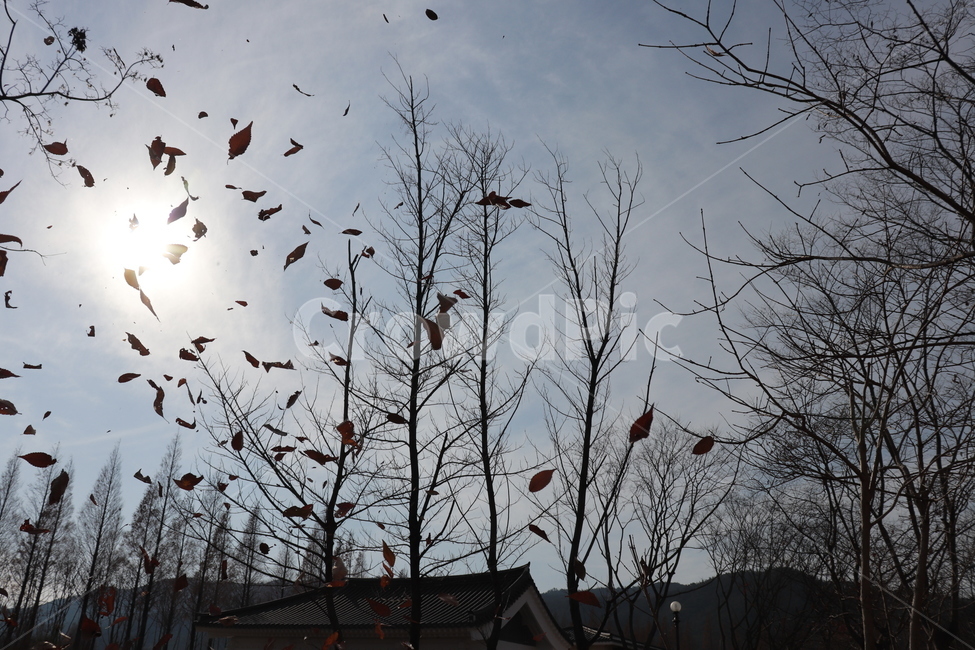 풍경,가을,낙엽,fall,autumn,sky,하늘,바람,가지,sun,날씨,가을,계절,fall,autumn,season,자연,풍경,nature,landscape,bird,새,animal,동물