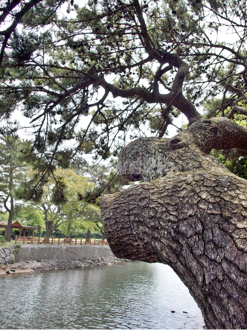 해송,월대,광령천,올레17코스,올레,제주,민물,바닷물,외도,외도팔경,거목,식물,자연,plants,nature,나무,trees,wood