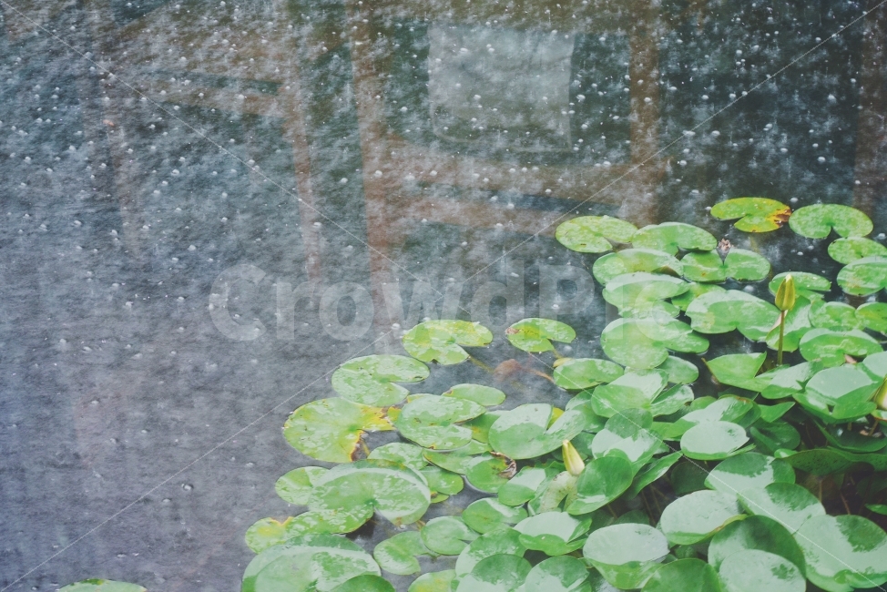 연잎,비,reflection,연못,rain,비,비오는날,rain,rainy,식물,자연,plants,nature