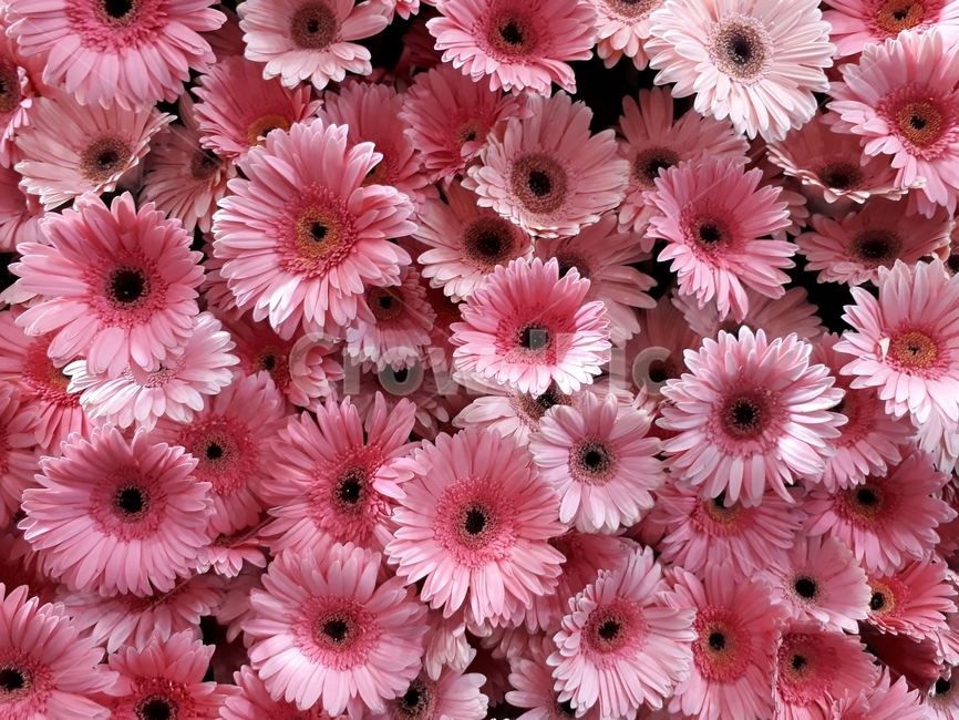 꽃,자연,식물,배경,감성,힐링,식물,자연,plants,nature,꽃,flower