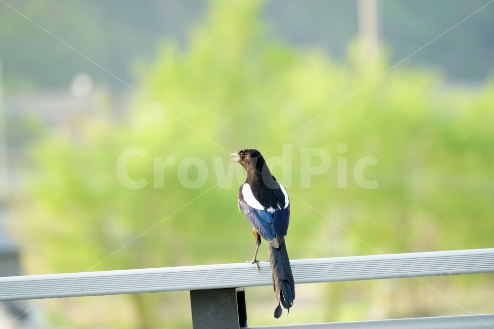 까치,조류,새,동물,자연,나무,bird,animal,nature,풍경,다리,난간,동물,animal,조류,새,birds