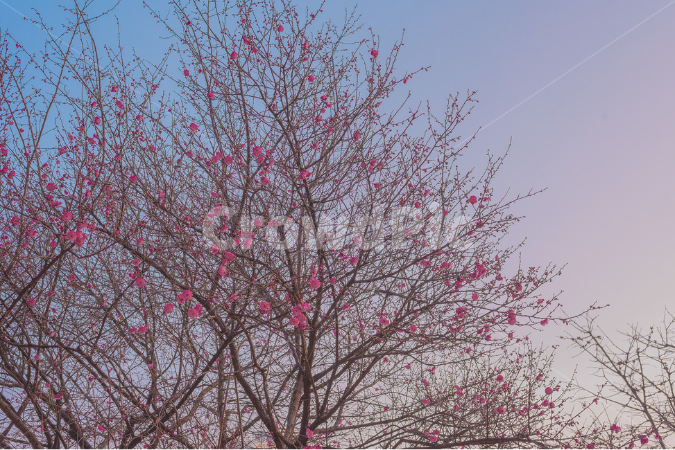 봄,꽃,홍매화,풍경,매화,자연,봄,계절,spring,season,식물,자연,plants,nature,꽃,flower,plant,blossom,cherry blossom,벚꽃