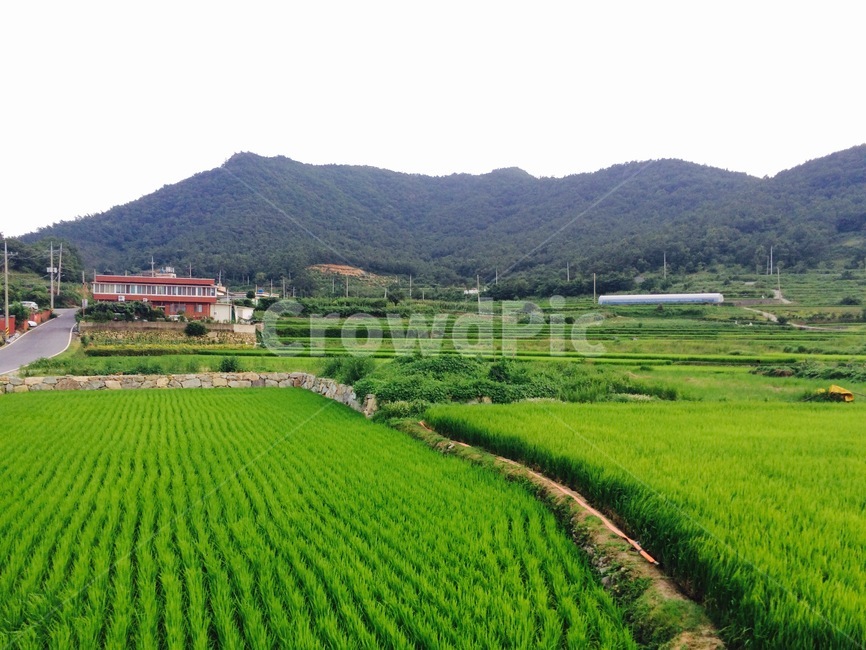 시골,시골풍경,논,밭,산,초록,모내기,벼농사,논두덩,자연,풍경,nature,landscape,한국자연풍경,한국자연경관,korea nature landscape,시골,마을,country,rural,town,outdoors,옥외,field,들,grassland,목초지,paddy field,패디 필드