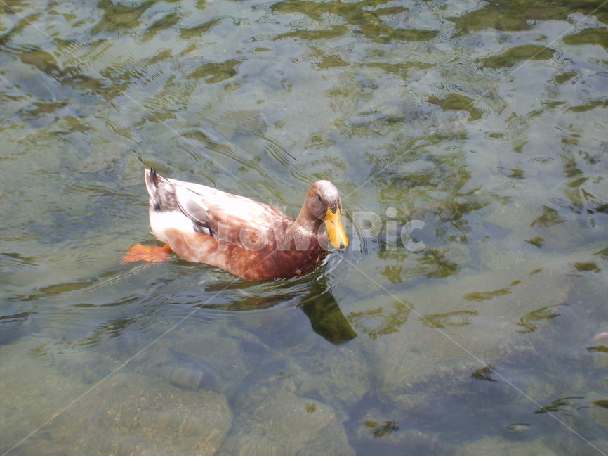 동물,조류,물,자연,오리,동물,animal,조류,새,birds