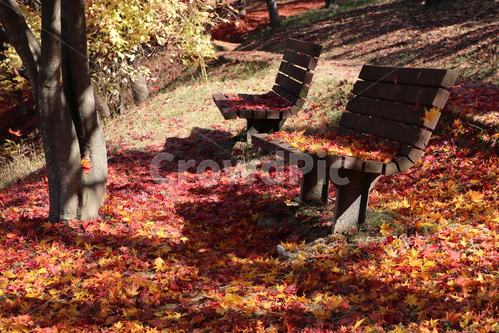 의자,가을,벤치,나무,11월,낙엽,쓸쓸함,고요,여유,낭만,식물,plant,tree,가을,계절,fall,autumn,season