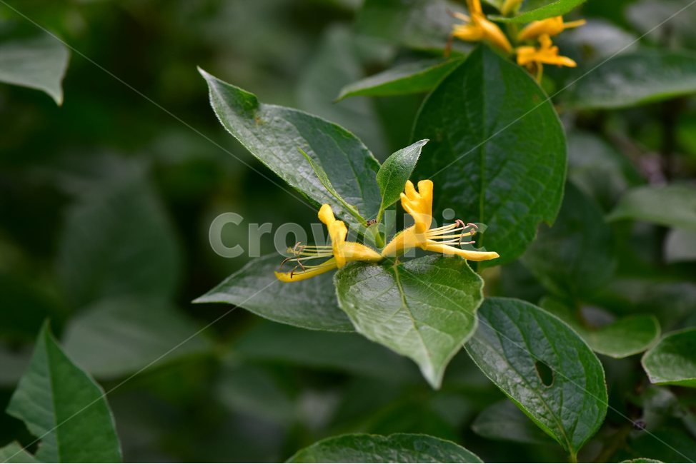 구슬댕댕이,야생화,꽃,식물,자연,생태,플라워,flower,plants,nature,식물,자연,plants,nature,꽃,flower