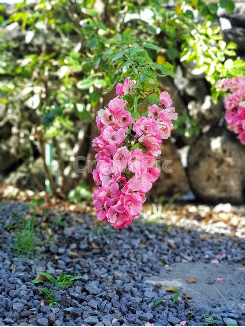 plant,식물,꽃,flower,자연,botanic,garden,정원,분홍
