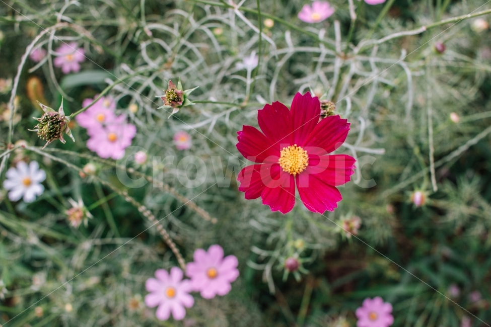 가을,코스모스,꽃,감성,풍경,자연,식물,가을,계절,fall,autumn,season,식물,자연,plants,nature,꽃,flower,plant