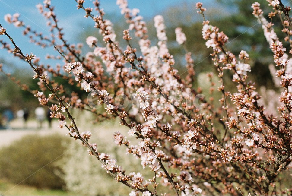 봄,벚꽃,필름카메라,하늘,맑은하늘,하늘색,fm2,봄,계절,spring,season,식물,자연,plants,nature,꽃,flower,plant,blossom,cherry blossom