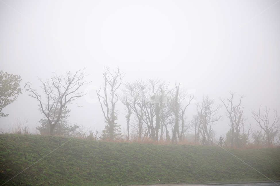 weather,nature,자연,outdoors,옥외,날씨,안개,기상,비,분위기,mood,wet,fog,풍경