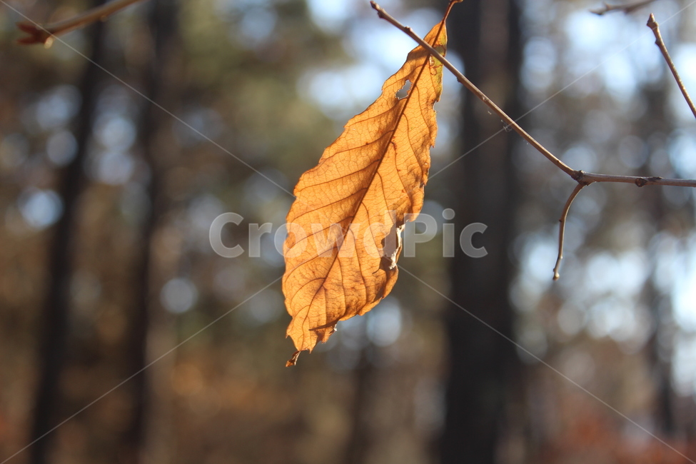 yellow,leaf,plant,나무잎,노란색