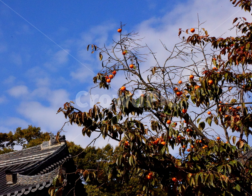 가을,단풍,경치,낙엽,색갈,조화,아름다움,힐링,가을,계절,fall,autumn,season,한국전통,한국문화,korean traditional,korean culture,건축물,건물외관,exterior,building,structure,architecture,construction