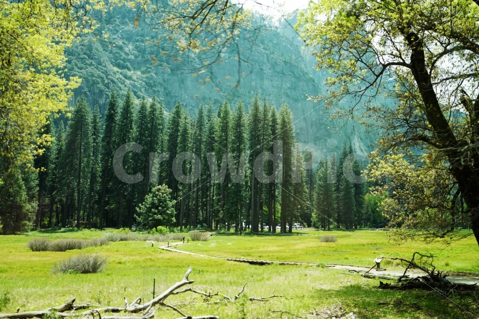 자연,풍경,요세미티국립공원,미국,YosemiteNationalPark,대자연,자연,풍경,nature,landscape,해외,외국,세계,foreign,oversea,world,세계자연풍경,해외자연풍경,외국자연풍경,world nature landscape,휴식,힐링,rest,relaxation,healing,tree,나무,plant,식물,grass,잔디