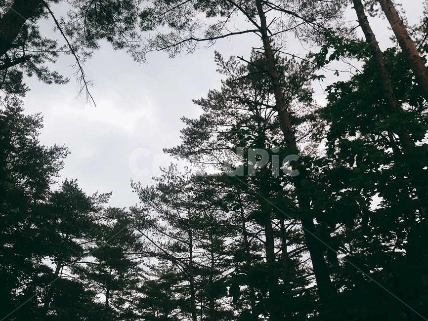 숲,나무,하늘,소나무,forest,자연,tree,pine,sky,green,자연,풍경,nature,landscape,plant,식물,fir,전나무