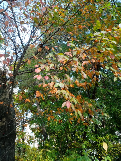 가을,단풍,낙엽,maple,plant,식물,단풍나무,단풍잎,leaf,잎,tree,나무,계절,fallautumnseason,가을단풍,자연,풍경,경치,가을,계절,fall,autumn,season,식물,자연,plants,nature,나무,trees,wood