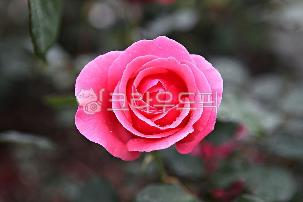 장미,장미꽃,똧,꽃잎,봄꽃,봄,잎,식물,자연,공원,개화