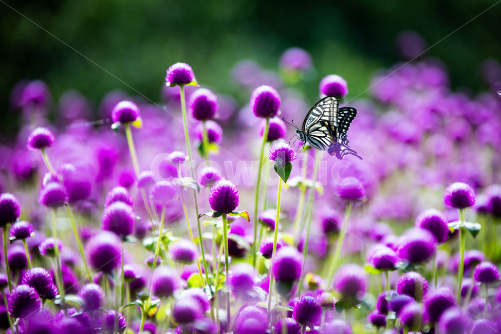 식물,자연,꽃,천일홍,나비,호랑나비,식물,자연,plants,nature,꽃,flower,동물,animal,곤충,벌레,insect,bug