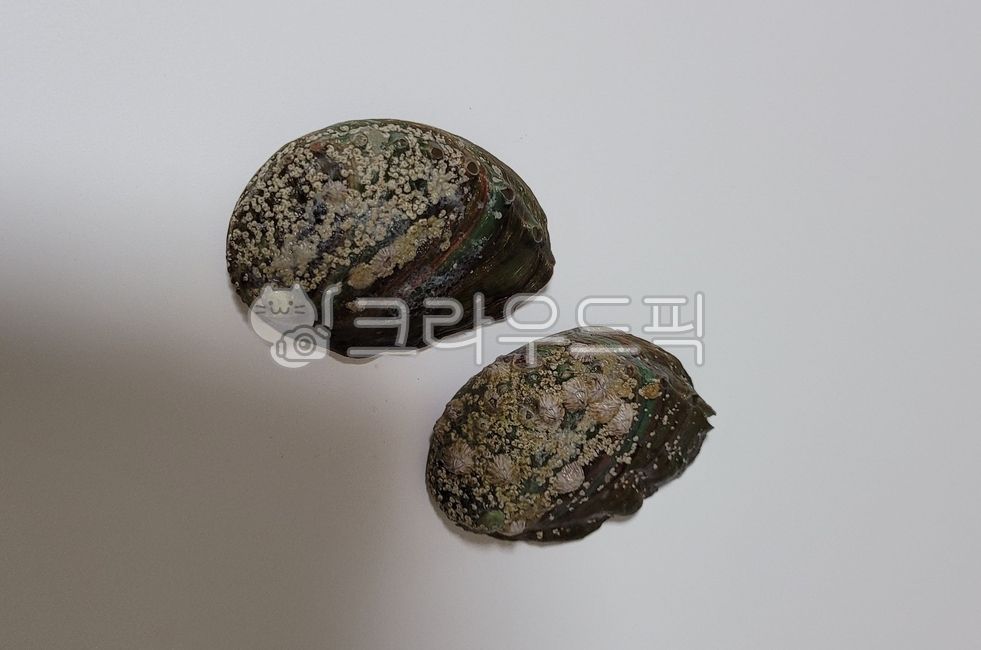 shellfish,rough,surface,Abalone shell,prop,bumpy,abalone,stiffness,Outside of abalone shell,decoration,husks