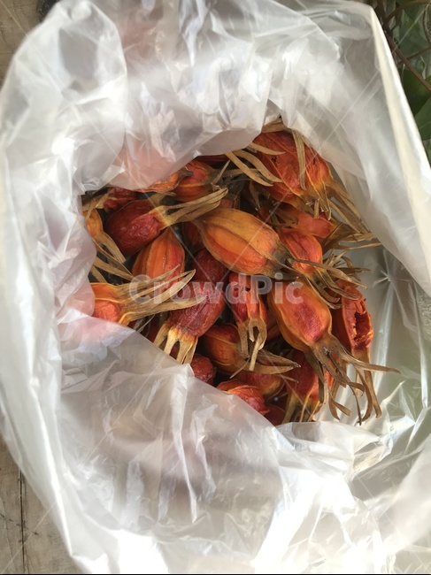 천연염색,치자염색,치자말린것,치자,치자말림