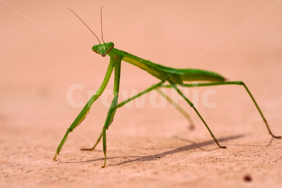 사마귀,곤충,벌레,동물,자연,animal,nature,praying,insect,bug,무법자,접사,macro,여름,summer,마크로,근접촬영,생명,신비,생태,생태계,환경,green,그린,스냅,스냅사진,스넵,스넵사진,snap,snapshot,한국자연,한국의자연,풍경,landscape,동물,animal,곤충,벌레,insect,bug