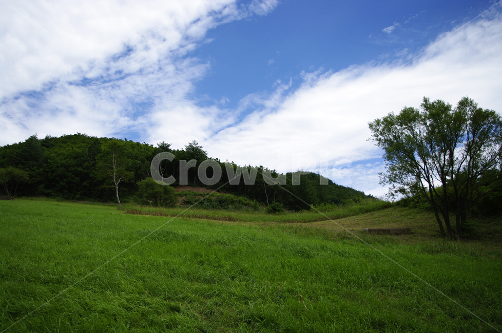 하늘,구름,나무,풍경,식물,자연,풍경,nature,landscape,grassland,목초지,field,들,outdoors,옥외