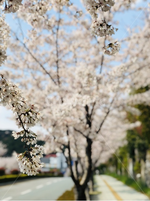 벚꽃,봄,길가,봄느낌,spring,멋진,이쁜,꽃,봄,계절,spring,season,plant,식물,blossom,flower