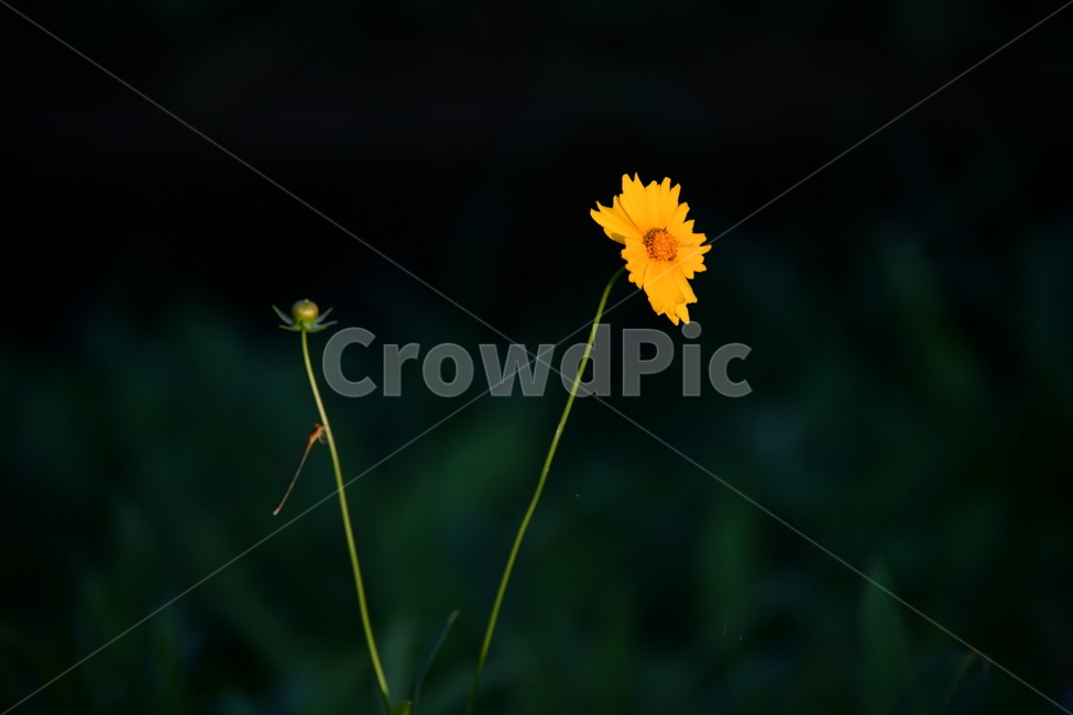 꽃,노랑,코스모스,접사,식물,자연,plants,nature,flower,우아함,아름다움,뷰티풀,green,감성,분위기,필,feel,느낌,아웃포커스