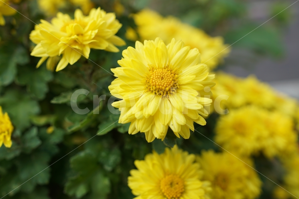 꽃,국화,노란색,접사,자연,식물,자연,plants,nature,꽃,flower