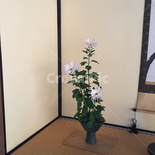 실내,절,동양,문화,일본,전통,사찰,꽃,꽃꽂이,flower,oriental