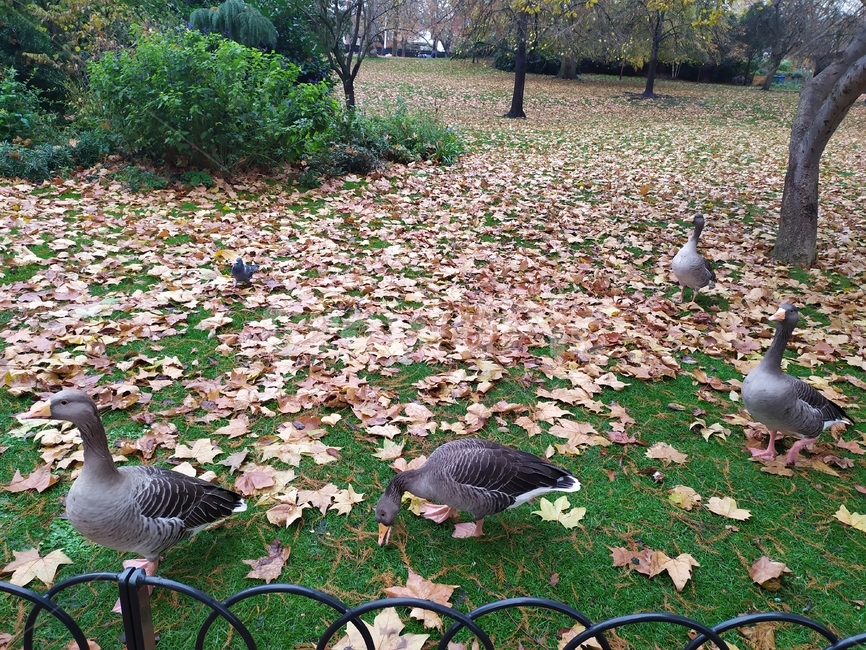 오리,ground,바닥,animal,동물,bird,새,leaf,잎,plant,식물,공원