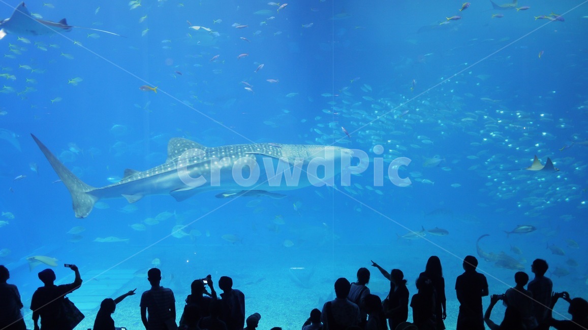 water,물,human,인간,person,사람,수족관,아쿠아리움,상어,블루,aquarium,shark,blue,동물,animal,어류,물고기,fish,사람들,대중,군중,other people,crowd