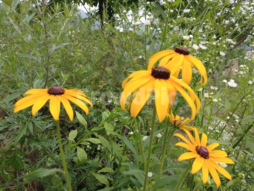 루드베키아,쌍떡잎식물,초롱꽃목,국화과,식물,coneflower,숙근성초화