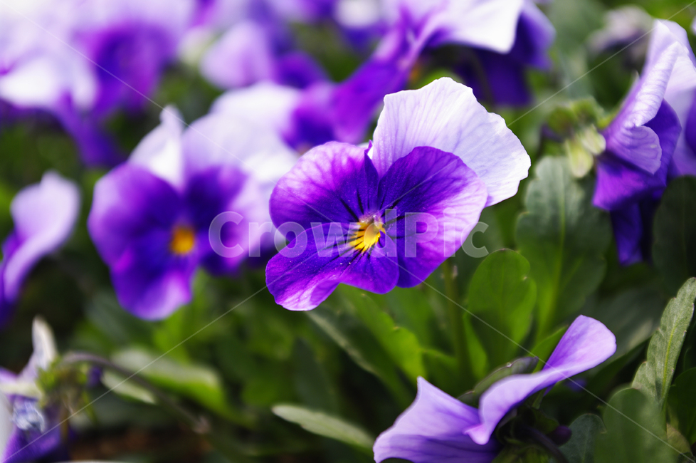 식물,plant,봄,spring,계절,꽃,flower,식물,자연,plants,nature,꽃,flower
