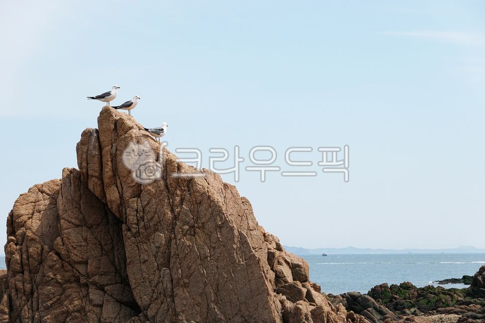 갈매기,바위,소무의도,인천,서해,바다,섬,해변,조류,하늘,해안,해상,감성,힐링,포토존,바닷가,암석,해양,자유,평온,물결,추억,자연,휴식