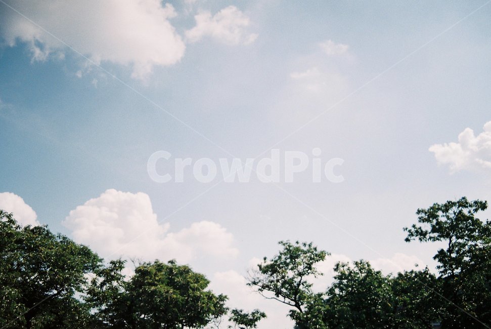하늘,구름,나무,자연,sky,cloud,tree,forest,nature,blue,summer,여름,자연,풍경,nature,landscape