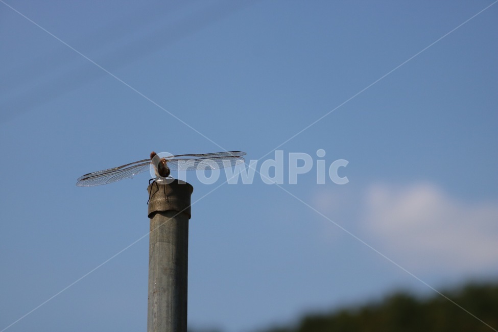 잠자리,곤충,하늘,자연,날개,dragonfly,tonbo,insect,konchuu,sky,sora,nature,wings,tsubasa,나무,식물,tree,ki,plants,shokubutsu,동물,animal,곤충,벌레,insect,bug