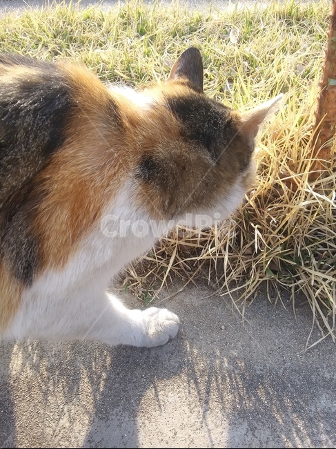 고양이,삼색고양이,길고양이,고양이뒷모습,야옹이,cat,kitty,kitten,동물,animal,포유류,mammal,고양이,cat,kitten,kitty