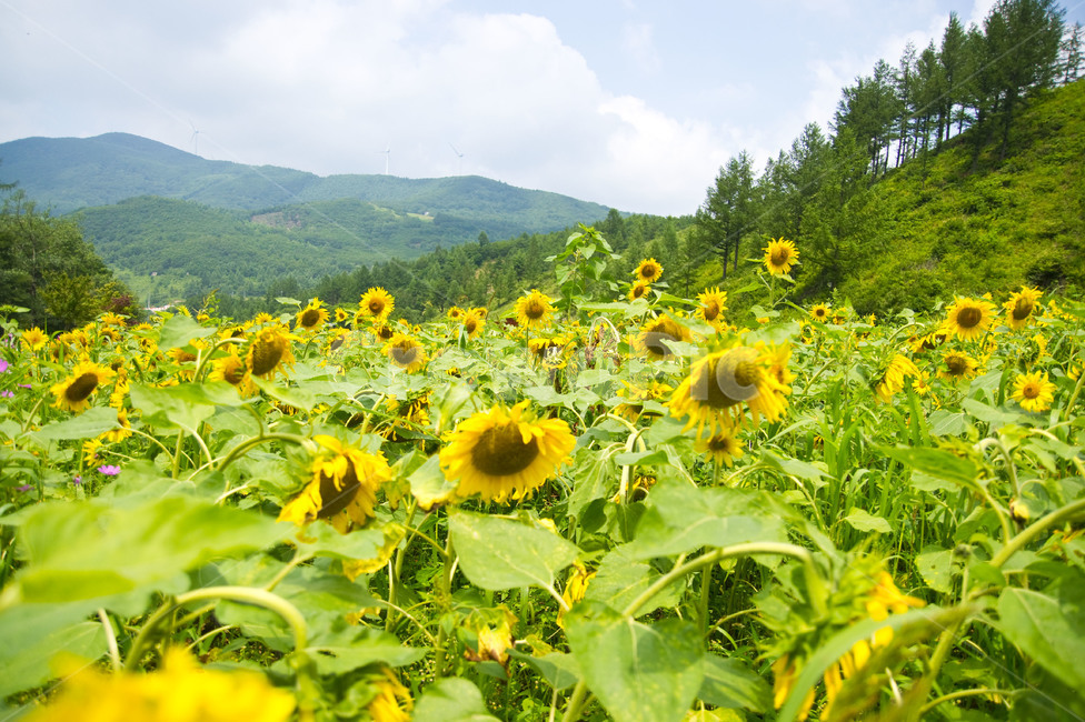해바라기,꽃밭,태백,여름,꽃,flower,노란꽃,nature