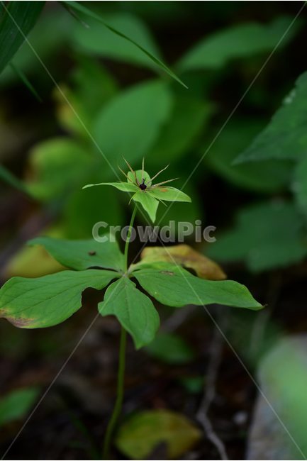 삿갓나물,야생화,꽃,식물,자연,생태,플라워,flower,plants,nature,식물,자연,plants,nature