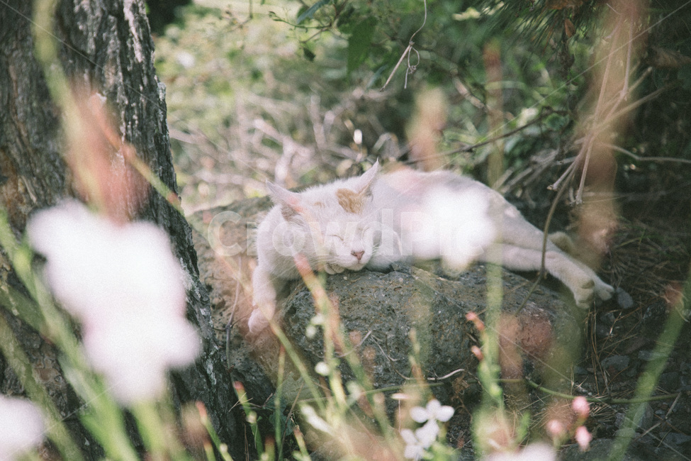 고양이,길냥이,잠,여유,느긋함,cat,sleep,동물,animal,동물,animal,포유류,mammal,고양이,cat,kitten,kitty